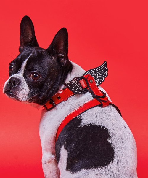 세이모 온도(SAMO ONDOH) (하네스) CLASSIC HARNESS° RED [SAMO ONDOG] - 52,000원 | 우신사 스토어