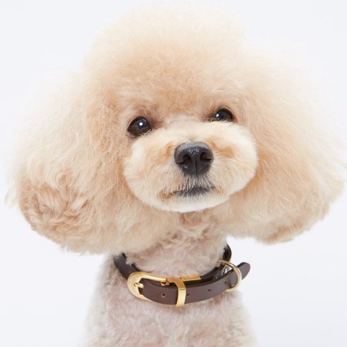 펑키코코(FUNKYCOCO) 초코 코피아 목줄 Small - 29,700원 | 무신사 스토어