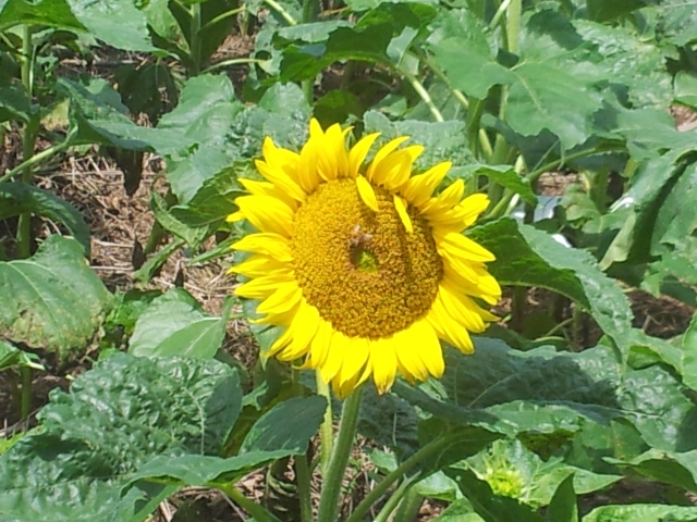 구트밤