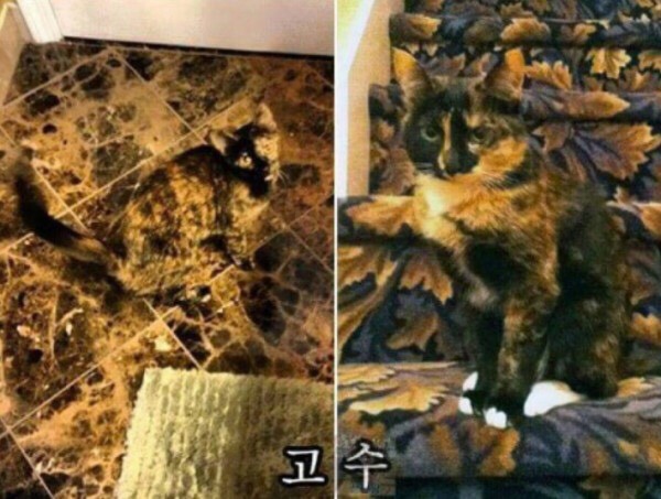 고양이 은신레벨