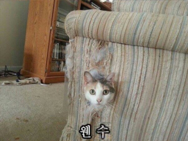 고양이 은신레벨