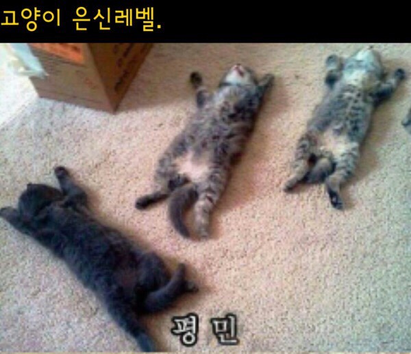 고양이 은신레벨