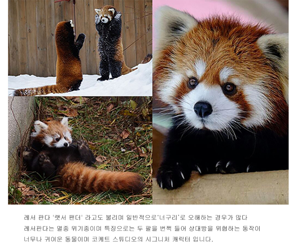코케트(COQUET) [ LESSER PANDA ] FAST FOOD X DELIVERY LESSER POINT ...
