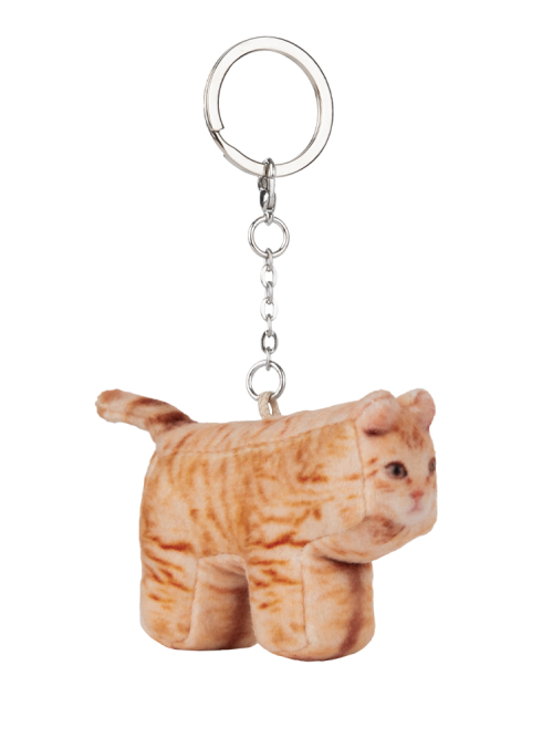 Cheese, Domestic Shorthair
