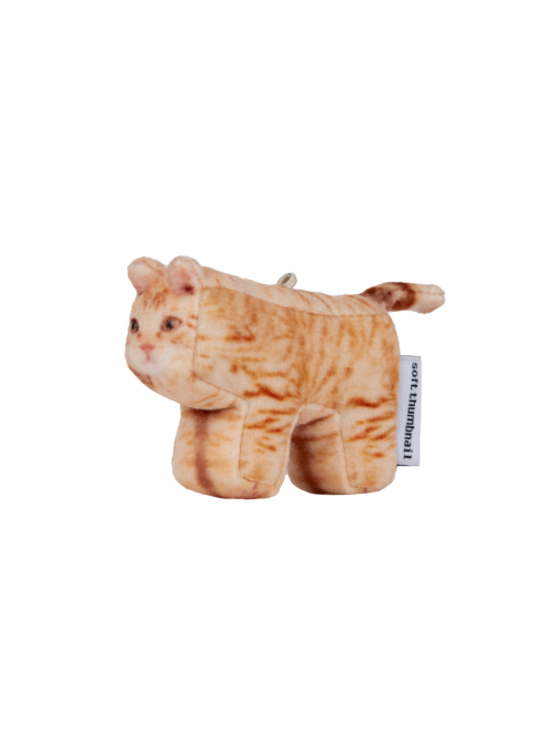 Cheese, Domestic Shorthair