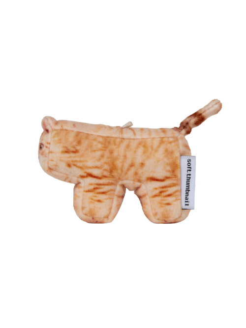 Cheese, Domestic Shorthair