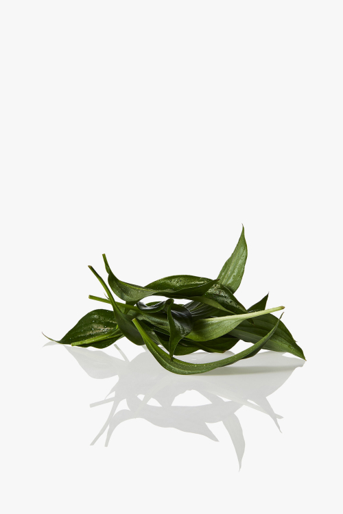 디퓨져_포레스트 워크 300ml_포레스트 워크 300ml