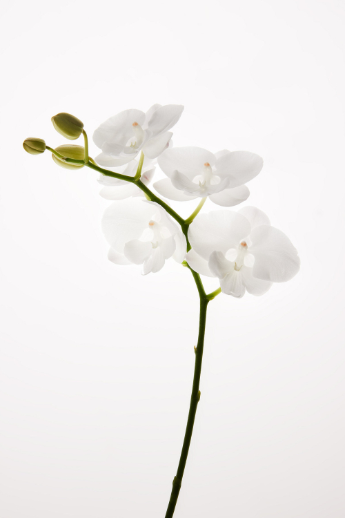 디퓨져_모닝뮤즈 300ml_모닝뮤즈 300ml