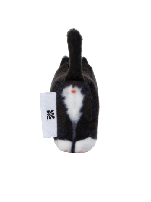 Kkami, Domestic Shorthair