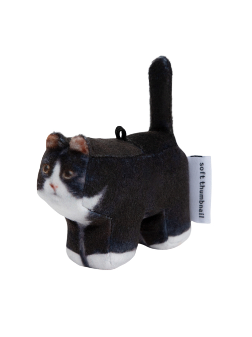 Kkami, Domestic Shorthair