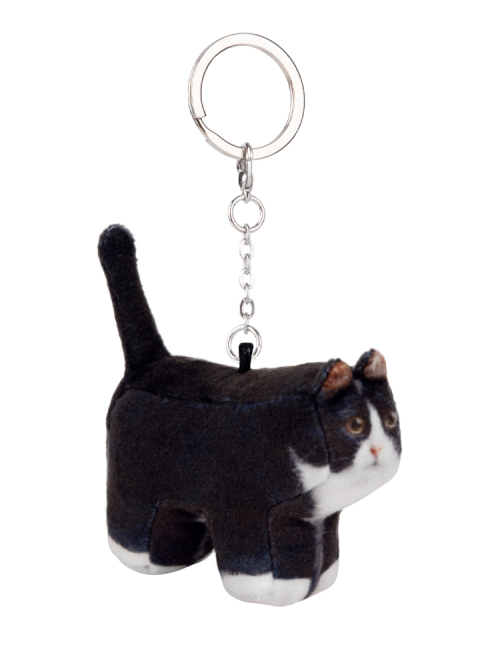 Kkami, Domestic Shorthair