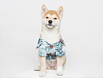 라이프 | 내 강아지를 위한 하와이안 셔츠! 트로이스포인트(Trois Point)의 반려동물 서머 스타일