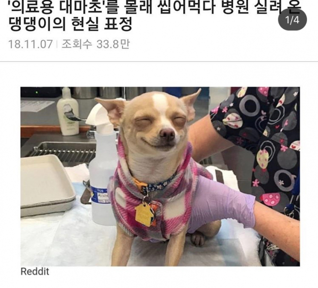 대마 강아지