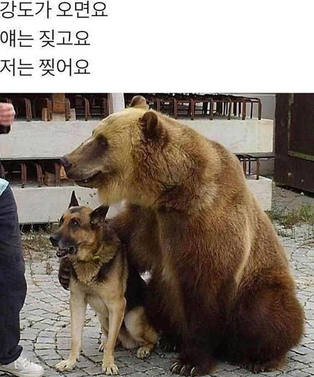 무엇에 쓰이는 동물인고