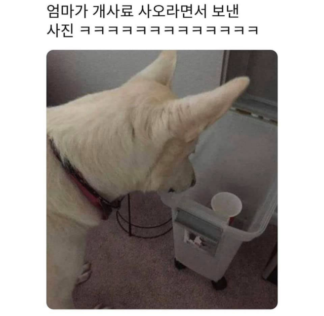 동물유머모음